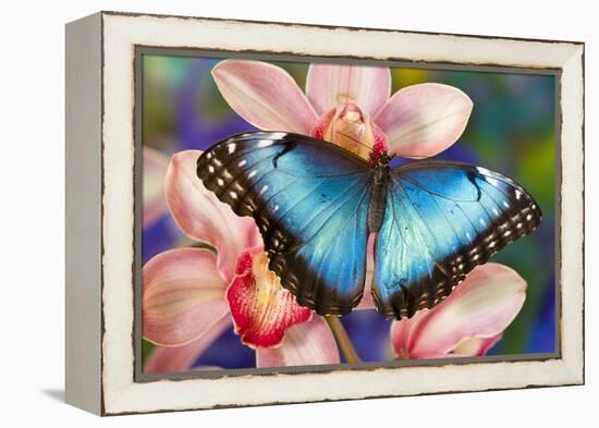 Tropical Butterfly the Blue Morpho open winged on tropical orchid-Darrell Gulin-Framed Premier Image Canvas