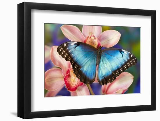 Tropical Butterfly the Blue Morpho open winged on tropical orchid-Darrell Gulin-Framed Photographic Print
