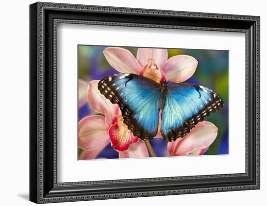 Tropical Butterfly the Blue Morpho open winged on tropical orchid-Darrell Gulin-Framed Photographic Print