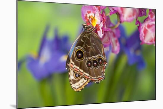 Tropical Butterfly the Blue Morpho wings closed on orchid-Darrell Gulin-Mounted Premium Photographic Print