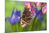 Tropical Butterfly the Blue Morpho wings closed on orchid-Darrell Gulin-Mounted Premium Photographic Print