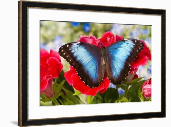 Tropical Butterfly the Blue Morpho-Darrell Gulin-Framed Premium Photographic Print