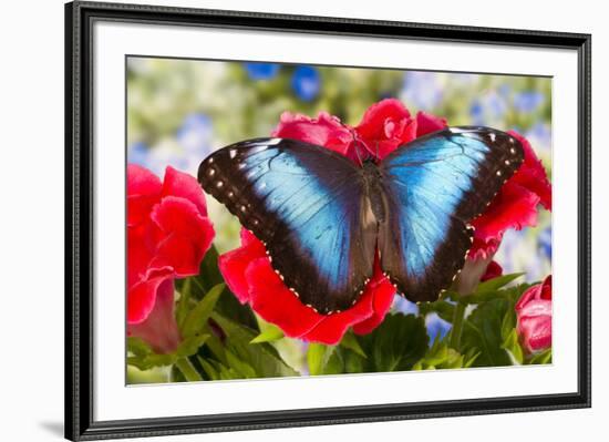 Tropical Butterfly the Blue Morpho-Darrell Gulin-Framed Premium Photographic Print