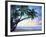 Tropical Calm-Alan Lambert-Framed Giclee Print