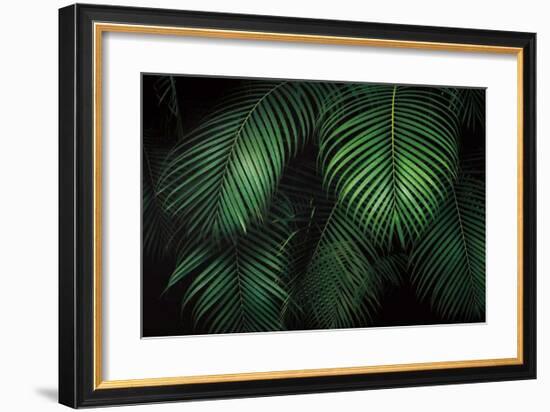 Tropical Canopies-Dennis Frates-Framed Giclee Print