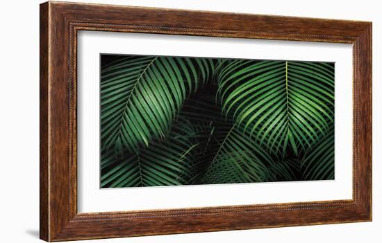 Tropical Canopies-Dennis Frates-Framed Art Print