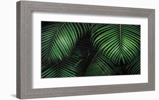 Tropical Canopies-Dennis Frates-Framed Art Print