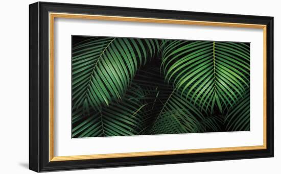 Tropical Canopies-Dennis Frates-Framed Art Print