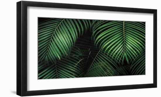 Tropical Canopies-Dennis Frates-Framed Art Print