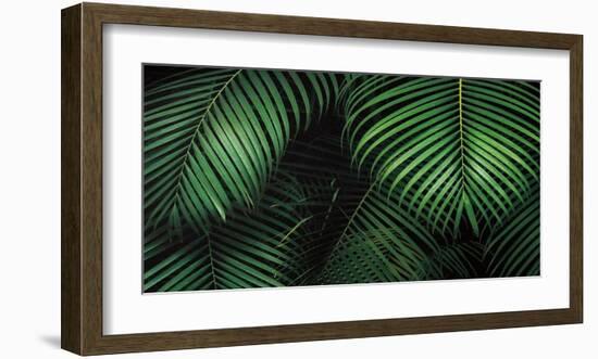 Tropical Canopies-Dennis Frates-Framed Art Print