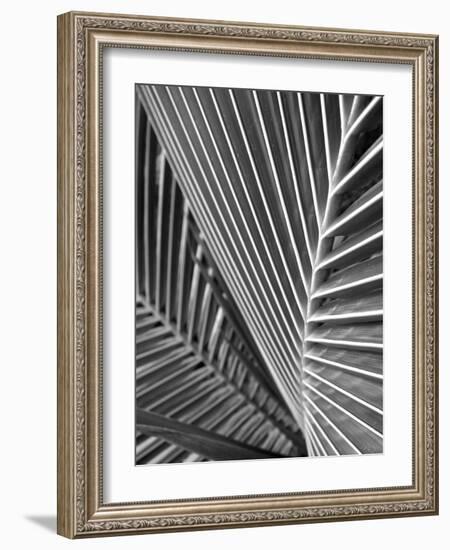 Tropical Close Up 02-SOIL-Framed Photographic Print