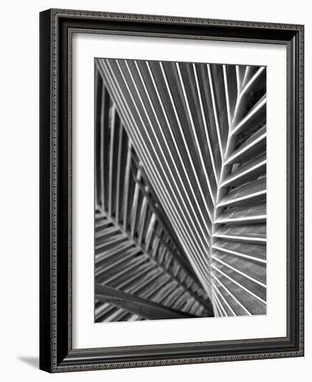 Tropical Close Up 02-SOIL-Framed Photographic Print