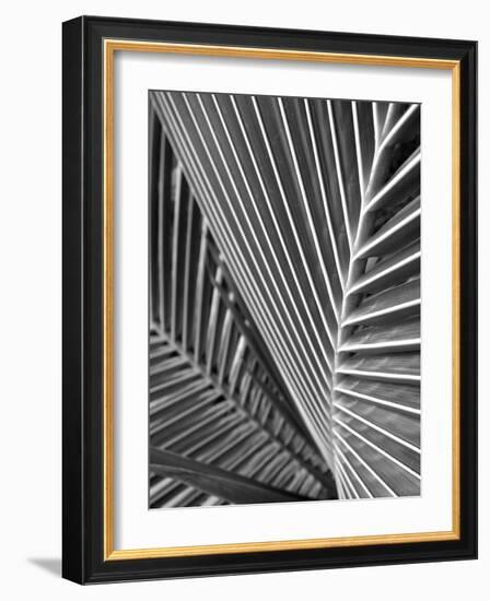 Tropical Close Up 02-SOIL-Framed Photographic Print