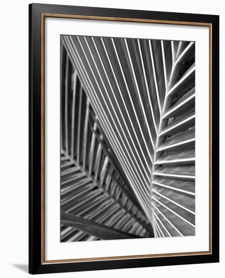 Tropical Close Up 02-SOIL-Framed Photographic Print