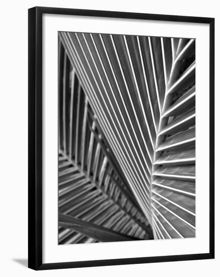 Tropical Close Up 02-SOIL-Framed Photographic Print