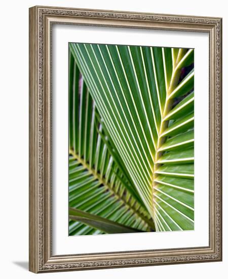 Tropical Close Up-SOIL-Framed Photographic Print