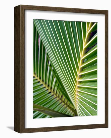 Tropical Close Up-SOIL-Framed Photographic Print