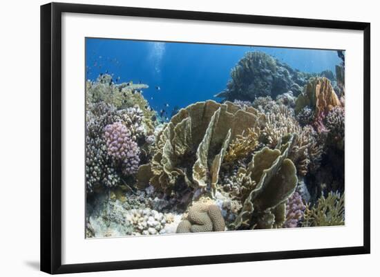 Tropical Coral Reef Scene in Natural Lighting, Ras Mohammed Nat'l Pk, Off Sharm El Sheikh, Egypt-Mark Doherty-Framed Photographic Print