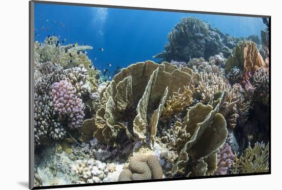 Tropical Coral Reef Scene in Natural Lighting, Ras Mohammed Nat'l Pk, Off Sharm El Sheikh, Egypt-Mark Doherty-Mounted Photographic Print