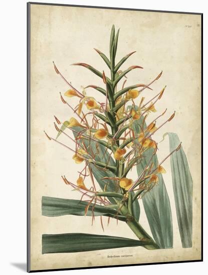 Tropical Delight I-Edmonston & Douglas-Mounted Art Print