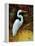 Tropical Egret I-Kilian-Framed Stretched Canvas