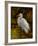 Tropical Egret II-Kilian-Framed Art Print