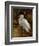 Tropical Egret II-Kilian-Framed Art Print