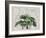 Tropical Empire No3-Andrea Haase-Framed Giclee Print