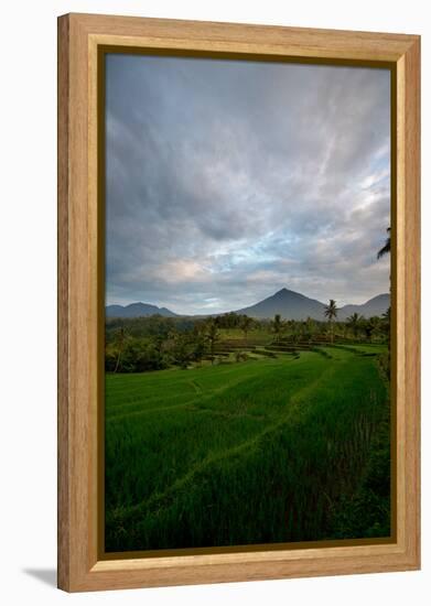 Tropical Farmland Near Ijen Crater in East Java-Alex Saberi-Framed Premier Image Canvas