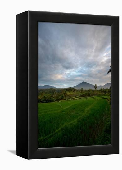 Tropical Farmland Near Ijen Crater in East Java-Alex Saberi-Framed Premier Image Canvas