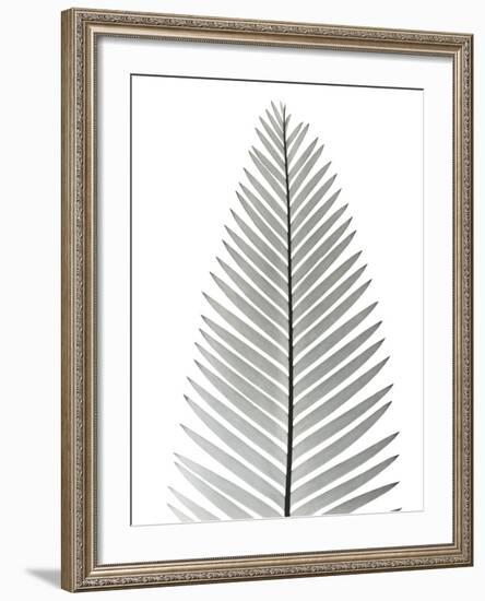 Tropical Fern 2-Albert Koetsier-Framed Photo