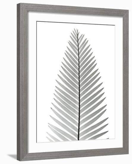 Tropical Fern 2-Albert Koetsier-Framed Photo