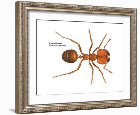 Tropical Fire Ant (Solenopsis Geminata), Insects-Encyclopaedia Britannica-Framed Art Print