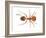 Tropical Fire Ant (Solenopsis Geminata), Insects-Encyclopaedia Britannica-Framed Art Print