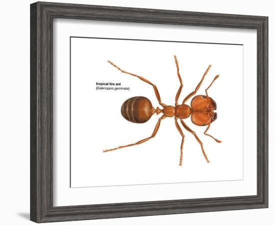 Tropical Fire Ant (Solenopsis Geminata), Insects-Encyclopaedia Britannica-Framed Art Print