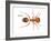 Tropical Fire Ant (Solenopsis Geminata), Insects-Encyclopaedia Britannica-Framed Art Print