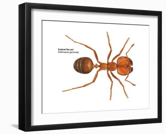 Tropical Fire Ant (Solenopsis Geminata), Insects-Encyclopaedia Britannica-Framed Art Print