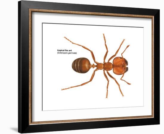 Tropical Fire Ant (Solenopsis Geminata), Insects-Encyclopaedia Britannica-Framed Art Print