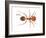 Tropical Fire Ant (Solenopsis Geminata), Insects-Encyclopaedia Britannica-Framed Art Print