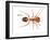 Tropical Fire Ant (Solenopsis Geminata), Insects-Encyclopaedia Britannica-Framed Art Print