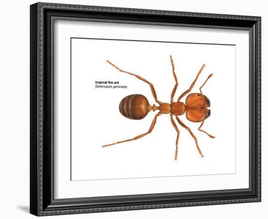 Tropical Fire Ant (Solenopsis Geminata), Insects-Encyclopaedia Britannica-Framed Art Print