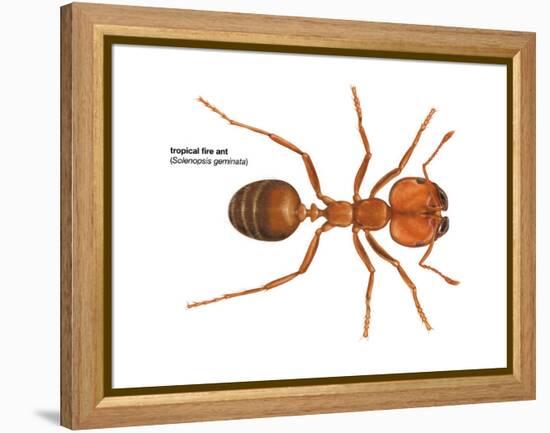 Tropical Fire Ant (Solenopsis Geminata), Insects-Encyclopaedia Britannica-Framed Stretched Canvas