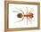 Tropical Fire Ant (Solenopsis Geminata), Insects-Encyclopaedia Britannica-Framed Stretched Canvas