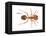 Tropical Fire Ant (Solenopsis Geminata), Insects-Encyclopaedia Britannica-Framed Stretched Canvas