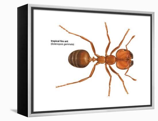 Tropical Fire Ant (Solenopsis Geminata), Insects-Encyclopaedia Britannica-Framed Stretched Canvas