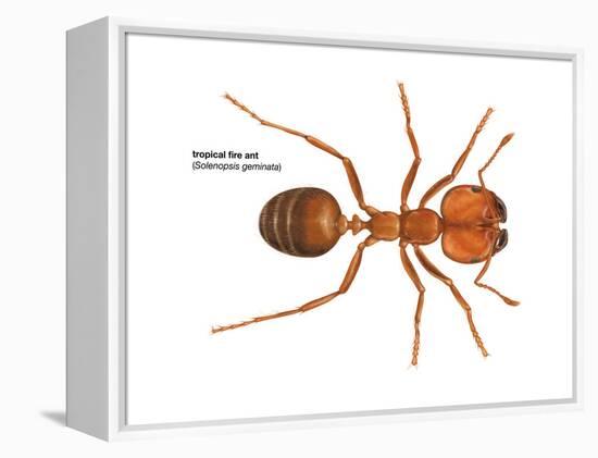 Tropical Fire Ant (Solenopsis Geminata), Insects-Encyclopaedia Britannica-Framed Stretched Canvas