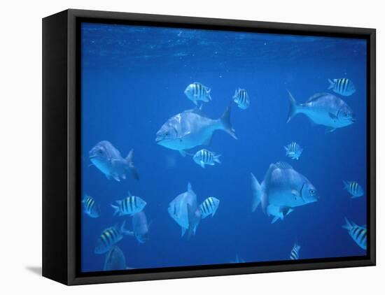 Tropical Fish, Caribbean-Lauree Feldman-Framed Premier Image Canvas