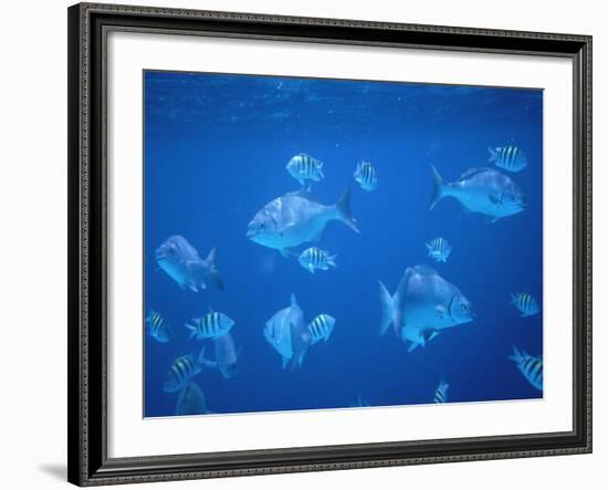 Tropical Fish, Caribbean-Lauree Feldman-Framed Photographic Print