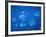 Tropical Fish, Caribbean-Lauree Feldman-Framed Photographic Print