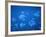 Tropical Fish, Caribbean-Lauree Feldman-Framed Photographic Print